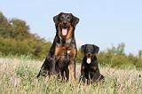 BEAUCERON - ADULTS and PUPPIES 022